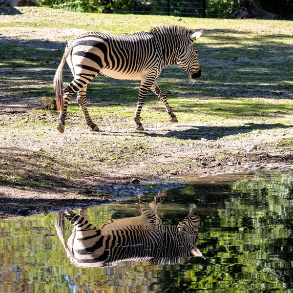 Hartmanns Mountain Zebra, Equus zebra hartmannae. Uma zebra ameaçada — Fotografia de Stock