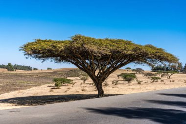 Gondar 'dan Simien dağlarına, Etiyopya' ya, Afrika 'ya giden yolda büyük bir ağaç..