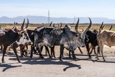 Brahman veya Zebu boğa Tigray, Kuzey Etiyopya Gheralta giden yolda.