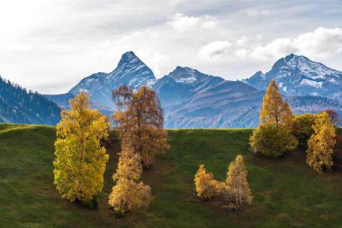 Davos Grisons 'ta sonbahar İsviçre Avrupa' da, sarı renkli ağaçlar.