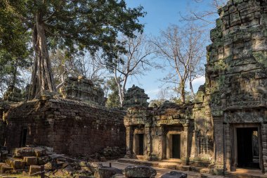 Antik Tapınağı, Ta Prohm, Angkor, Kamboçya