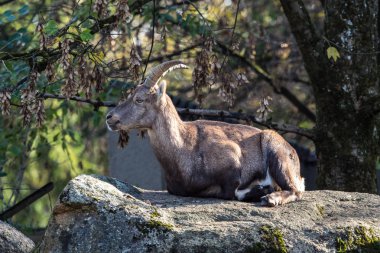 Erkek dağ keçisi - Capra dağ keçisi hayvanat bahçesinde