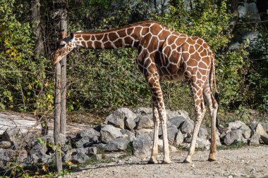 Zürafa, Giraffa camelopardalis, Afrika 'da yaşayan tek ayak parmaklı tek parmaklı, yaşayan en uzun canlı hayvan türüdür..