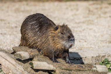 Coypu, Myocastor coypus (ayrıca nehir faresi veya nutria olarak da bilinir), Myocastoridae familyasından bir kemirgen türü..