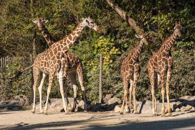 Zürafa, Giraffa camelopardalis, Afrika 'da yaşayan tek ayak parmaklı tek parmaklı, yaşayan en uzun canlı hayvan türüdür..