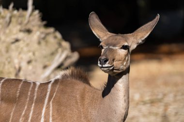 Büyük kudu, yayılım gösterir: strepsiceros Doğu ve Güney Afrika boyunca bulunan ormanlık bir antilop olduğunu..