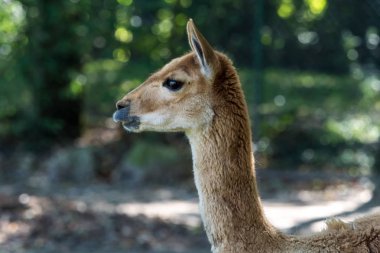 Vicunas, Vicugna Vicugna, And Dağları 'nın yüksek dağlık bölgelerinde yaşayan lama' nın akrabaları.