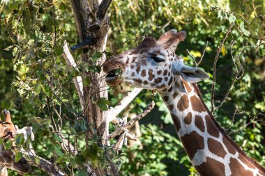 Zürafa, Giraffa camelopardalis, Afrika 'da yaşayan tek ayak parmaklı tek parmaklı, yaşayan en uzun canlı hayvan türüdür..