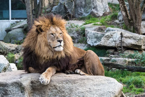 Лев Panthera Leo Один Чотирьох Великих Котів Роду Panthera Член — стокове фото