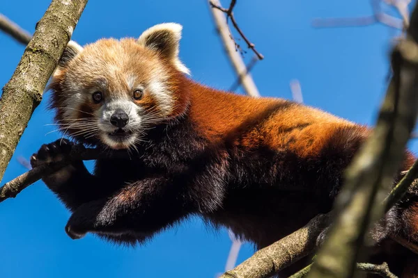 Czerwona Panda Ailurus Fulgens Nazywana Również Mniejszą Pandą Czerwonym Kocim — Zdjęcie stockowe