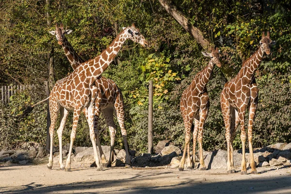 Zürafa, Giraffa camelopardalis, Afrika 'da yaşayan tek ayak parmaklı tek parmaklı, yaşayan en uzun canlı hayvan türüdür..