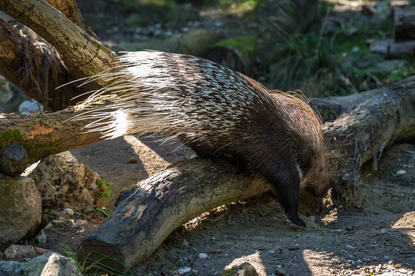 Hystrix Indica Est Une Espèce Rongeur Hystricomorphe Famille Des Hystricidae — Photo