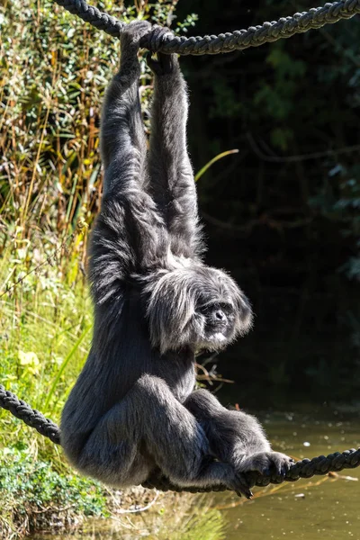 Symphalangus Syndactylus Est Gibbon Arboricole Fourrure Noire Originaire Des Forêts — Photo