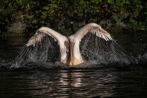 Большой Белый Пеликан Pelecanus Onocrotalus Известный Пеликан Птица Семейства Пеликанов — стоковое фото