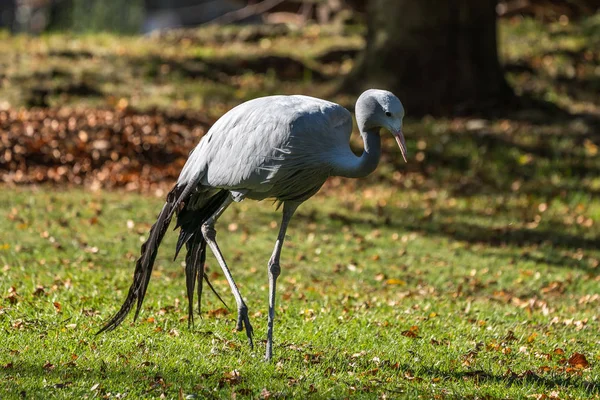 The Blue Crane, Grus paradisea, is an endangered bird specie endemic to Southern Africa. It is the national bird of South Africa