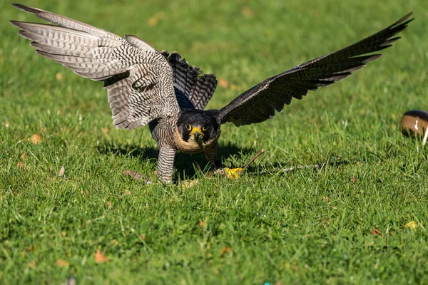 Перегриновый Сокол Falco Peregrinus Известный Перегрин Исторически Ястреб Утки Северной — стоковое фото