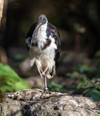 Saman boyunlu Ibis, Threskiornis spinicollis, Threskiornithidae familyasından bir kuş türü..