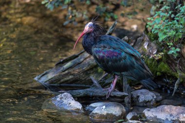 Kuzey Kel aynak, inzivaya çekilmiş aynak veya waldrapp lat.Geronticus eremita, kısır, yarı çöl veya kayalık yaşam alanlarında genellikle akan sulara yakın yerlerde bulunan bir göçmen kuşdur..