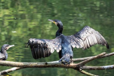 Kuzey yarımküre boyunca büyük siyah karabatak olarak bilinen büyük karabatak, Avustralya 'daki siyah karabatak ve Yeni Zelanda' nın daha güneyindeki siyah karabatak