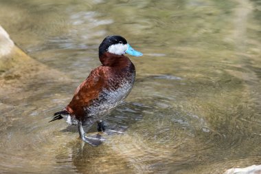 The Ruddy Duck, Oxyura jamaicensis, is a duck from North America and one of the stiff-tailed ducks. clipart