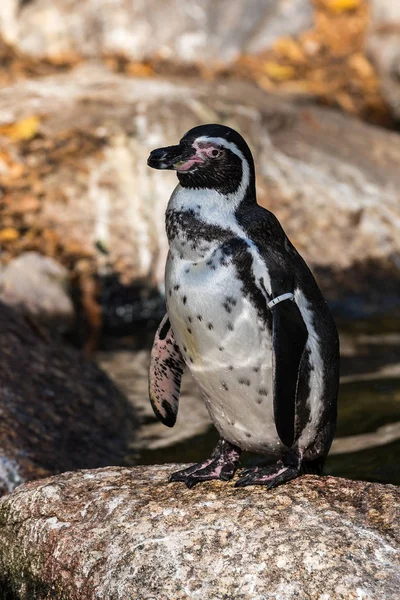 フンボルトペンギン ハンボルトペンギン Humboldti ペルーペンギン Patranca チリとペルーの沿岸部で繁殖する南米のペンギン — ストック写真