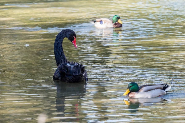 Black Swan Cygnus Atratus Крупная Водоплавающая Птица Вид Лебедя Который — стоковое фото