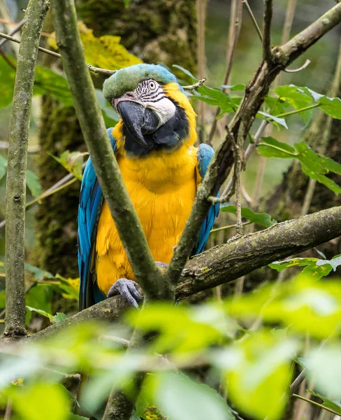 Arara Azul Amarela Ara Ararauna Também Conhecida Como Arara Azul — Fotografia de Stock