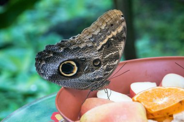 Baykuş kelebeği, caligo eurilochus. Botanik bahçesindeki güzel kahverengi kelebek.