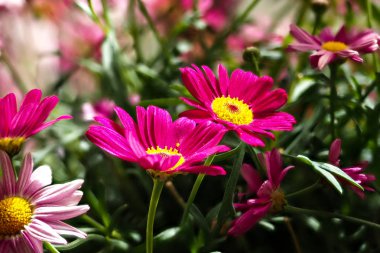 Renkli marguerite Robinson'ın kırmızı - kırmızı çiçek papatya marguerite.