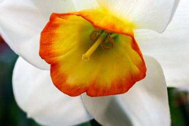 Şairler nergis çiçek çiçek açan, şairler Nergis, olarak da biliyorum Nargis, Phesants göz, Findern çiçek veya Pinkster lily - Narcissus poeticus - bahar sezonu bir Botanik Bahçesi içinde
