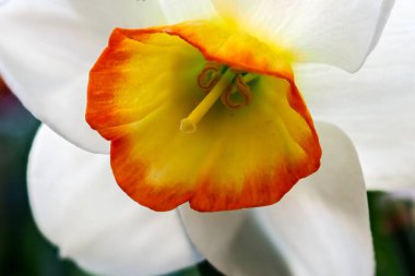 Blooming Poets Narcissus flower, know also as Poets Daffodil, Nargis, Phesants eye, Findern flower or Pinkster lily - Narcissus poeticus - in spring season in a botanical garden clipart