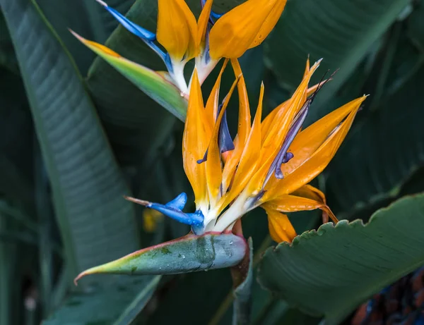 Strelitzia Reginae Laranja Azul Pássaro Paraíso Flor África Sul — Fotografia de Stock