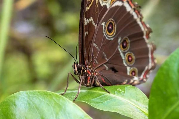 Mariposa Morfo Azul Emperador Morfo Peleides Descansando Sobre Una Flor — Foto de Stock