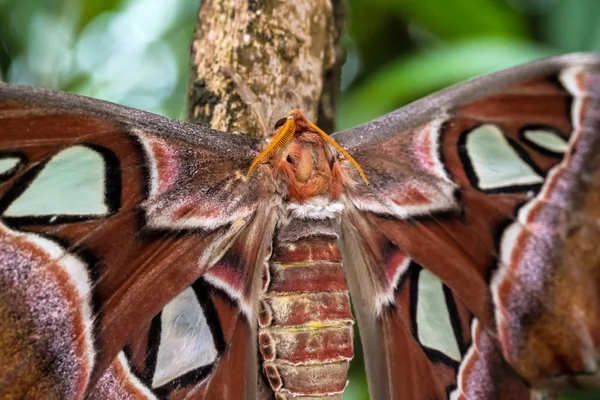 Atlas Moth Attacus Atlas Largest Moths World Wingspan Inches Native — Stock Photo, Image