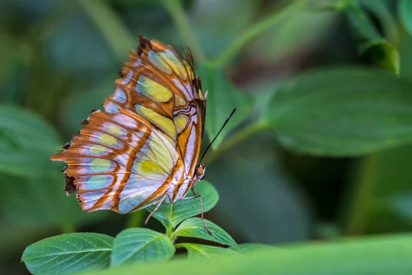 Малахитовая Бабочка Siproeta Stelenes Неотропическая Бабочка Семейства Nymphalidae — стоковое фото