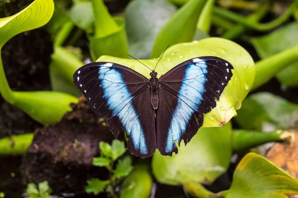 Mariposa Morfo Azul Emperador Morfo Peleides Descansando Sobre Una Flor — Foto de Stock