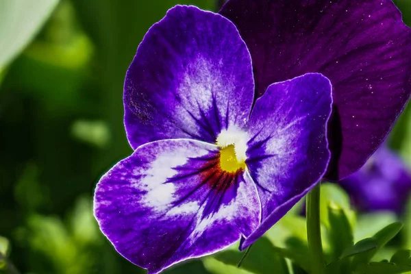 Close up of purple pansy flower growing in the spring garden — Stock Image Close Purple Pansy Flower Growing Spring Garden Stock Picture