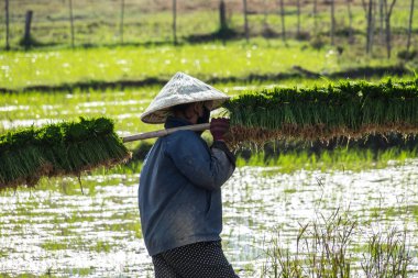 Champasak Vadisi, Laos Güneydoğu Asya'da pirinç alanında çalışma yöre