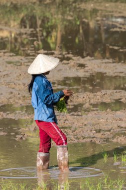 Champasak Vadisi, Laos Güneydoğu Asya'da pirinç alanında çalışma yöre