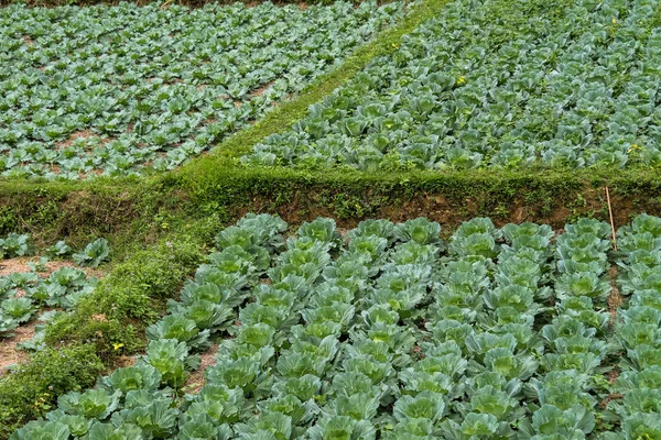 Vista Paisagem Com Terras Agrícolas Estrada Principal País Luang Prabang — Fotografia de Stock