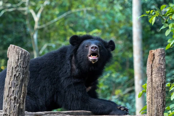 Urso Negro Conservação Animais Cachoeiras Tat Kuang Luang Prabang Laos — Fotografia de Stock