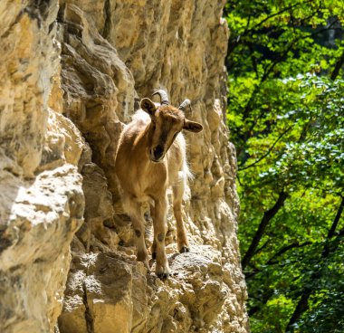 Picos de Europa, İspanya dağlarında dağ keçisi