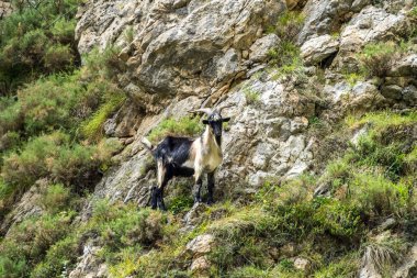 Picos de Europa, İspanya dağlarında dağ keçisi