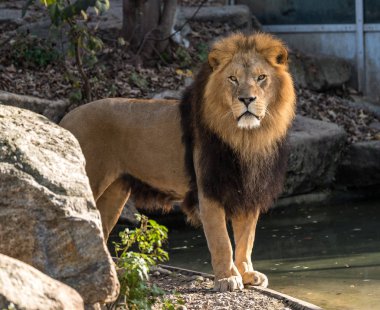 Aslan, Panthera leo cins Panthera dört büyük kedilerde biridir
