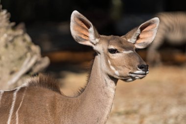 Büyük kudu, yayılım gösterir: strepsiceros ormanlık bir antilop olduğunu