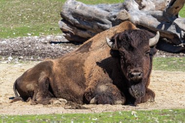 Hayvanat bahçesinde bizon Bizon, Bos bilinen Amerikan buffalo