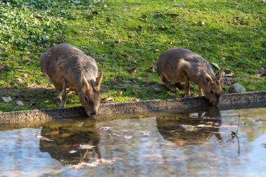 Patagonya Mara, Dolichotis patagonum olan büyük akrabaları eskiden şiling şimdi pigs