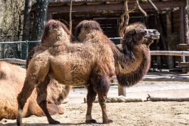 Bactrian deve, Camelus bactrianus Alman bir hayvanat bahçesi