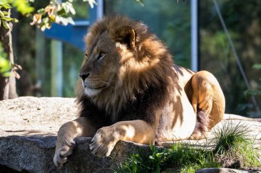 Aslan, Panthera leo cins Panthera dört büyük kedilerde biridir