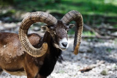 Avrupa kunduzdan oluşur, Ovis orientalis musimon. Vahşi hayvan.